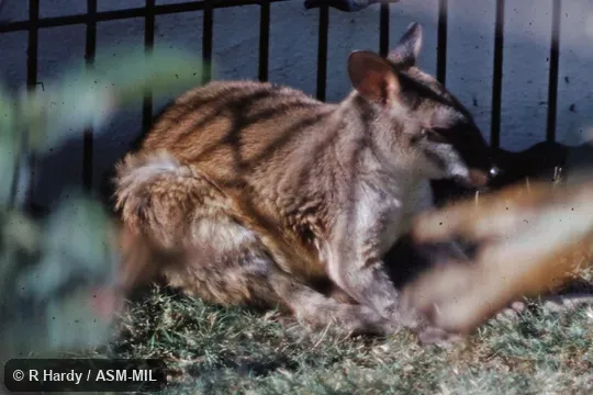 Also as Brown Dorcopsis|Western Forest Wallaby. Also as Brown Dorcopsis|Western Forest Wallaby.