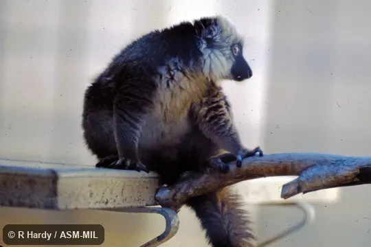 Adult male. Also as White-fronted Lemur|White-headed Brown Lemur|White-headed Lemur. Adult male. Also as White-fronted Lemur|White-headed Brown Lemur|White-headed Lemur.