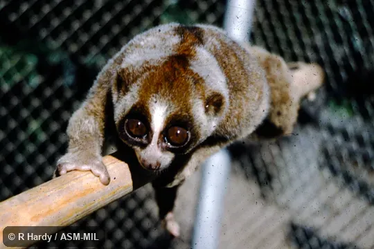 Formerly as Nycticebus coucang menagensis. Formerly as Nycticebus coucang menagensis.