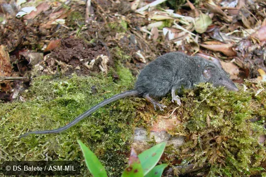 Adult male, FMNH 195215. Formerly Soricomorpha. Also as Palawan Shrew. Adult male, FMNH 195215. Formerly Soricomorpha. Also as Palawan Shrew.