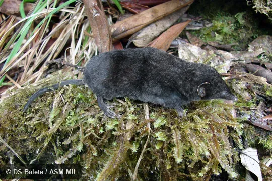 Formerly Soricomorpha. Adult female, FMNH 195235 Formerly Soricomorpha. Adult female, FMNH 195235