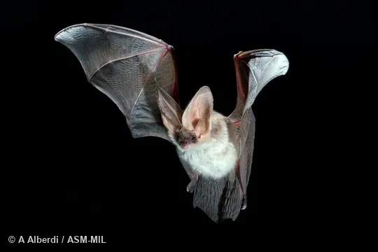 Adult female. Formerly Plecotus alpinus. Also as Mountain Long-eared Bat. Adult female. Formerly Plecotus alpinus. Also as Mountain Long-eared Bat.