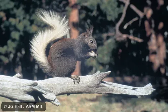 Side view, perched on branch, Sciurus aberti kaibabensis, Kaibab Squirrel. Also as Tassel-eared Squirrel. Also as Hesperosciurus aberti. Side view, perched on branch, Sciurus aberti kaibabensis, Kaibab Squirrel. Also as Tassel-eared Squirrel. Also as Hesperosciurus aberti.