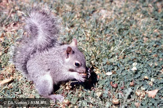 Sitting on hind feet, eating nut. Also as Silver Gray Squirrel. Also as Hesperosciurus griseus. Sitting on hind feet, eating nut. Also as Silver Gray Squirrel. Also as Hesperosciurus griseus.