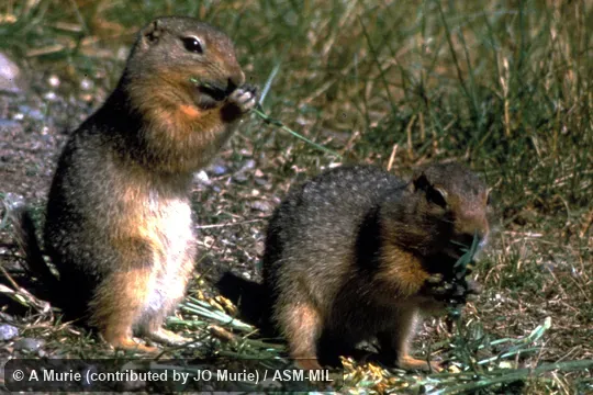 Side view of two squirrels feeding. Formerly Spermophilus parryii. Side view of two squirrels feeding. Formerly Spermophilus parryii.