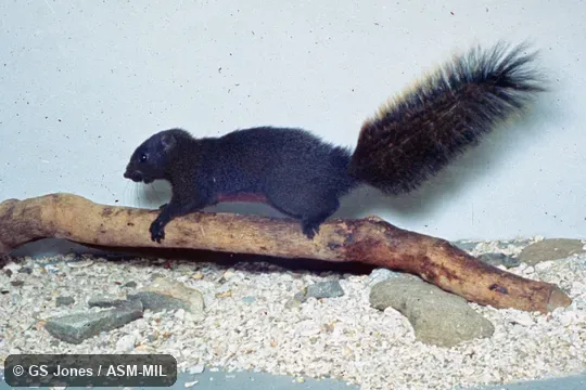 Side view of captive. Also as Formosan Squirrel|Red-bellied Squirrel. Side view of captive. Also as Formosan Squirrel|Red-bellied Squirrel.