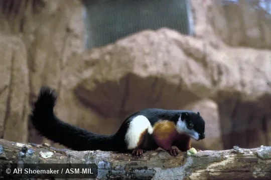 Side view of captive. Also as Asian Tricolored Squirrel. Side view of captive. Also as Asian Tricolored Squirrel.
