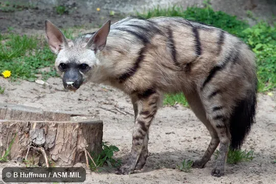 Formerly Proteles cristata septentrionalis, Aardwolf. Formerly Proteles cristata septentrionalis, Aardwolf.