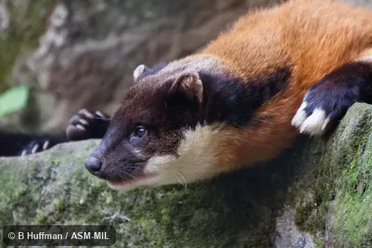 Martes flavigula aterrima Martes flavigula aterrima