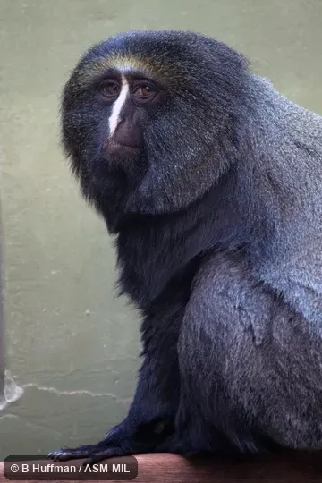 Also as Hamlyn's Guenon|Hamlyn's Monkey|Owl-faced Guenon. Also as Hamlyn's Guenon|Hamlyn's Monkey|Owl-faced Guenon.