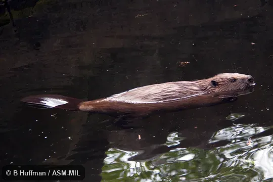 Also as European Beaver. Also as European Beaver.
