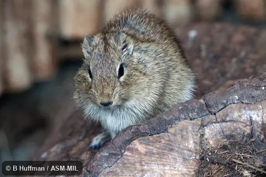 Galea musteloides bolivensis. Also as Common Yellow-toothed Cavy. Galea musteloides bolivensis. Also as Common Yellow-toothed Cavy.
