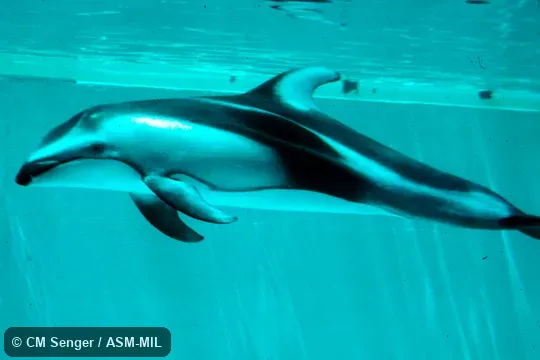 Ventrolateral view. Formerly in order Cetacea. Formerly Lagenorhynchus obliquidens, Sagmatias obliquidens. Also as Hook-finned Porpoise|Pacific Striped Porpoise|Pacific White-striped Dolphin. Ventrolateral view. Formerly in order Cetacea. Formerly Lagenorhynchus obliquidens, Sagmatias obliquidens. Also as Hook-finned Porpoise|Pacific Striped Porpoise|Pacific White-striped Dolphin.