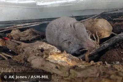 Eating scorpion. Formerly Soricomorpha. Also as Crawford's Desert Shrew|Crawford's Gray Shrew|Crawford's Shrew|Desert Shrew. Eating scorpion. Formerly Soricomorpha. Also as Crawford's Desert Shrew|Crawford's Gray Shrew|Crawford's Shrew|Desert Shrew.