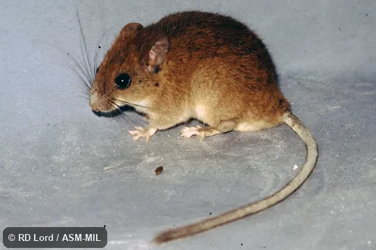 Captured in Venezuela, border of Aragua and Miranda states. Identified by JL Patton. Also as Coues's Climbing Mouse|Coues's Rhipidomys. Captured in Venezuela, border of Aragua and Miranda states. Identified by JL Patton. Also as Coues's Climbing Mouse|Coues's Rhipidomys.