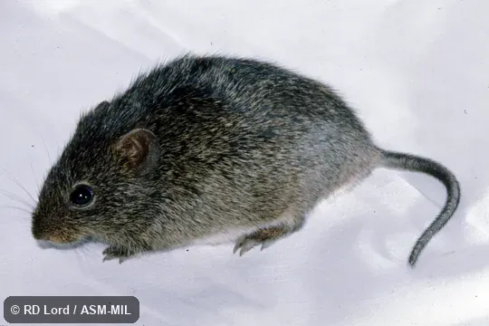 Captured in Venezuela, Portuguesa state, Guanarito. Identified by JL Patton. Also as Alston's Cotton Rat. Captured in Venezuela, Portuguesa state, Guanarito. Identified by JL Patton. Also as Alston's Cotton Rat.
