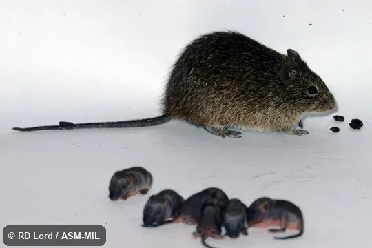 Captured in Venezuela, Aragua state, Maracay, Veterinary Research Institute. Identified by JL Patton. Also as Southern Cotton Rat. Captured in Venezuela, Aragua state, Maracay, Veterinary Research Institute. Identified by JL Patton. Also as Southern Cotton Rat.