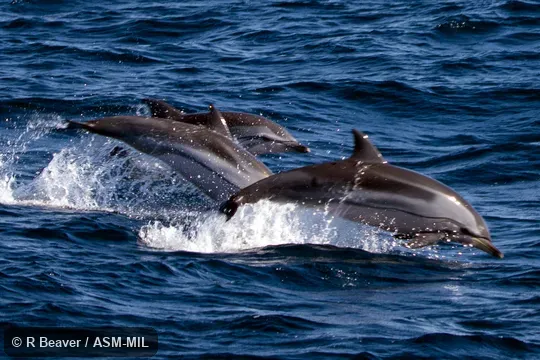 Formerly in order Cetacea. Also as Blue-white Dolphin|Euphrosyne Dolphin|Gray's Dolphin|Meyen's Dolphin|Streaker Porpoise|Whitebelly. Formerly in order Cetacea. Also as Blue-white Dolphin|Euphrosyne Dolphin|Gray's Dolphin|Meyen's Dolphin|Streaker Porpoise|Whitebelly.