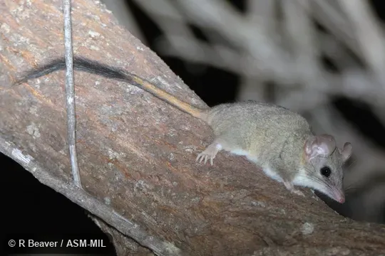 Formerly Phascogale calura. Also as Red-tailed Wambenger. Formerly Phascogale calura. Also as Red-tailed Wambenger.