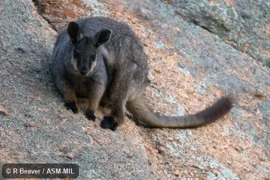 Also as Black-flanked Rock Wallaby|Side-striped Rock Wallaby|Hackett's Rock Wallaby|Recherche Rock Wallaby|Pearson Island Rock Wallaby|Warru|West Australian Rock Wallaby|West Kimberley Rock-wallaby. Also as Black-flanked Rock Wallaby|Side-striped Rock Wallaby|Hackett's Rock Wallaby|Recherche Rock Wallaby|Pearson Island Rock Wallaby|Warru|West Australian Rock Wallaby|West Kimberley Rock-wallaby.