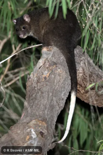Also as Ngwayir|Western Ringtail. Also as Ngwayir|Western Ringtail.