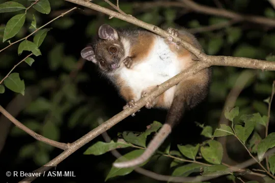 Also as Common Ringtail|Queensland Ringtail|Ringtail Possum. Also as Common Ringtail|Queensland Ringtail|Ringtail Possum.