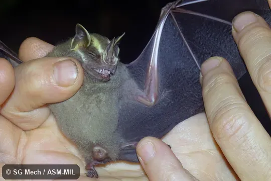 Formerly Artibeus watsoni. Also as Watson's Fruit-eating Bat. Formerly Artibeus watsoni. Also as Watson's Fruit-eating Bat.