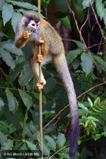Also as Red-backed Squirrel Monkey|Black-crowned Central American Squirrel Monkey|Gray-crowned Central American Squirrel Monkey. Also as Red-backed Squirrel Monkey|Black-crowned Central American Squirrel Monkey|Gray-crowned Central American Squirrel Monkey.