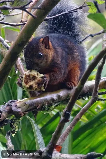 Also as Echinosciurus variegatoides. Also as Echinosciurus variegatoides.
