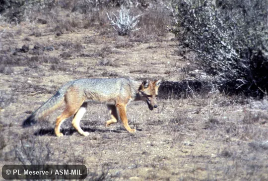 Side view. Also as Andean Fox. Side view. Also as Andean Fox.