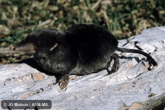 Formerly Soricomorpha. Also as Tamá Shrew. Formerly Soricomorpha. Also as Tamá Shrew.