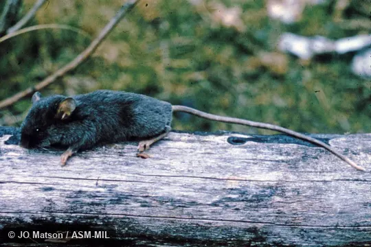 Formerly Chilomys instans. Also as Smoky Chilomys. Formerly Chilomys instans. Also as Smoky Chilomys.