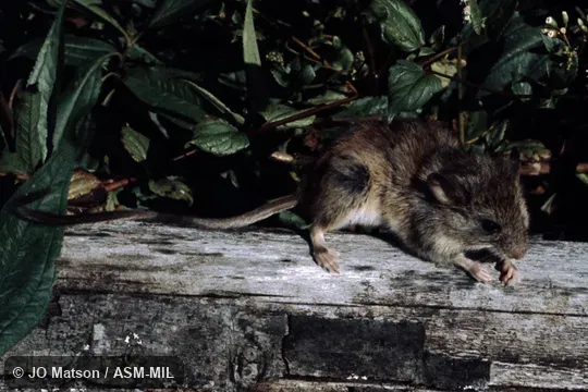 Also as Buff-bellied Climbing Mouse|Tawny-bellied Rhipidomys. Also as Buff-bellied Climbing Mouse|Tawny-bellied Rhipidomys.