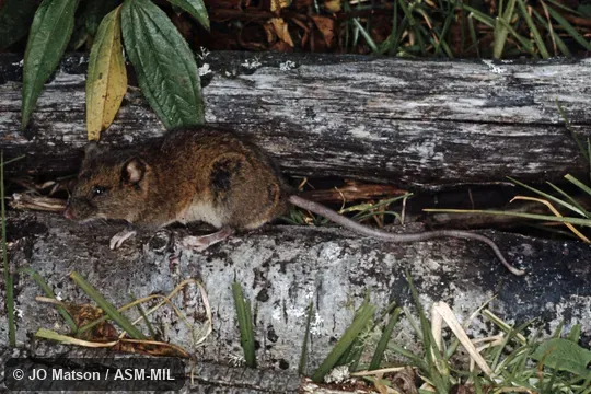 Also as Woodland Thomasomys. Also as Woodland Thomasomys.