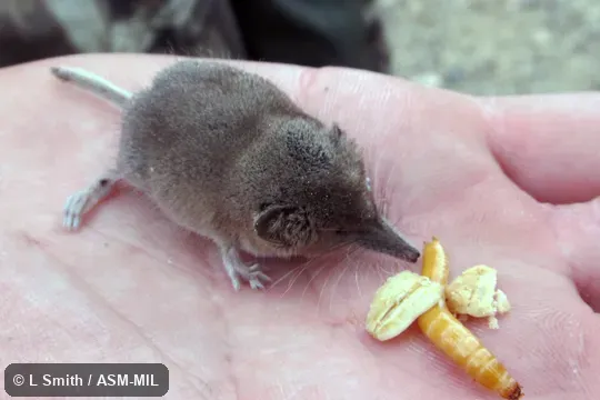 Formerly Soricomorpha. Also as Great Basin Dwarf Shrew. Formerly Soricomorpha. Also as Great Basin Dwarf Shrew.