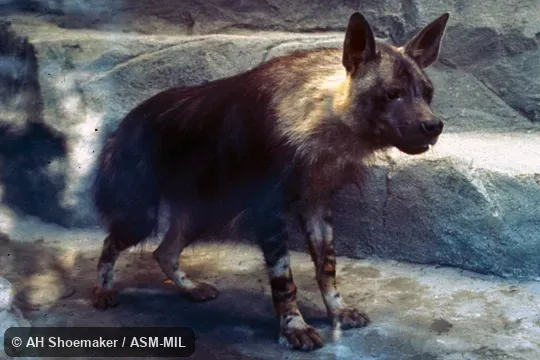 Oblique view. Formerly as Hyaena brunnea. Oblique view. Formerly as Hyaena brunnea.