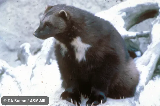 View of head and forequarters. Also as Glutton|Skunk Bear. View of head and forequarters. Also as Glutton|Skunk Bear.