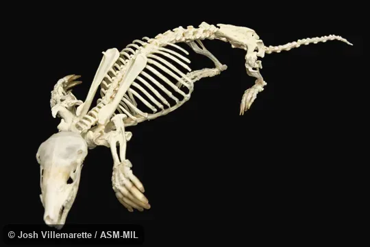 Anterolateral view of skeleton in digging position. Formerly Soricomorpha. Anterolateral view of skeleton in digging position. Formerly Soricomorpha.