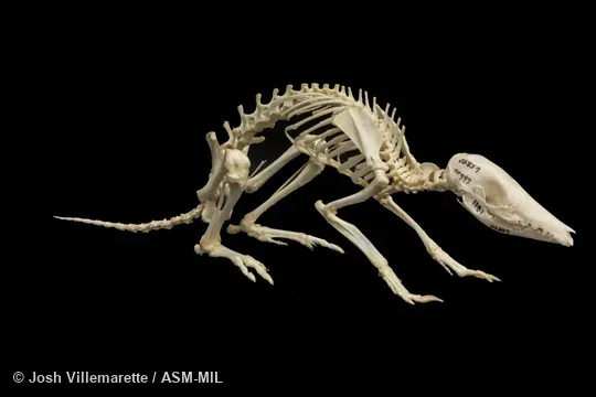 Lateral view of skeleton standing. Formerly as Peroryctes raffrayana. Also as Long-legged Bandicoot. Lateral view of skeleton standing. Formerly as Peroryctes raffrayana. Also as Long-legged Bandicoot.