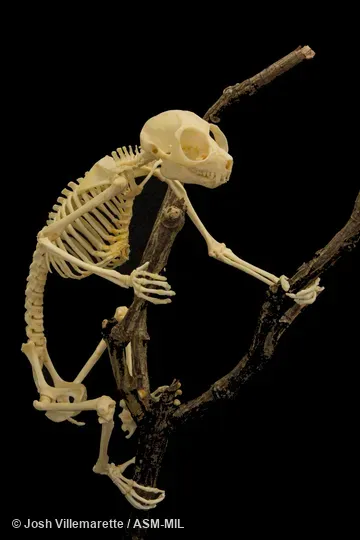 Anterolateral view of skeleton grasping branch. Also as Lesser Slow Loris|Pygmy Loris. Formerly Nycticebus pygmaeus. Anterolateral view of skeleton grasping branch. Also as Lesser Slow Loris|Pygmy Loris. Formerly Nycticebus pygmaeus.