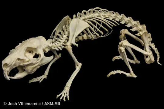 Lateral view of skeleton crouching. Also as Guinea Pig|Domestic Cavy|Cavy. Lateral view of skeleton crouching. Also as Guinea Pig|Domestic Cavy|Cavy.