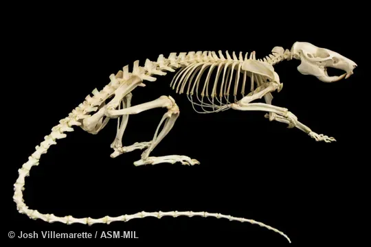 Lateral view of skeleton standing. Also as Gambian Giant Pouched Rat. Lateral view of skeleton standing. Also as Gambian Giant Pouched Rat.