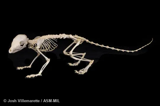 Lateral view of skeleton standing. Also as Javan Treeshrew. Lateral view of skeleton standing. Also as Javan Treeshrew.