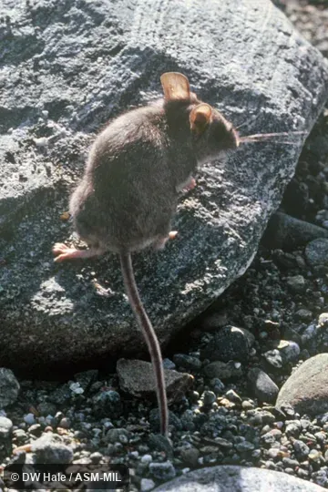 Also as Santa Cruz Island Mouse. Also as Santa Cruz Island Mouse.