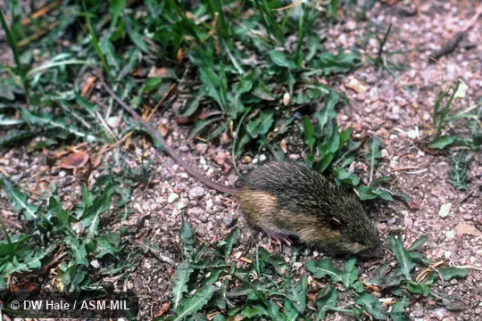 Zapus princeps princeps. Formerly in Dipodidae. Also as Pacific Jumping Mouse. Zapus princeps princeps. Formerly in Dipodidae. Also as Pacific Jumping Mouse.