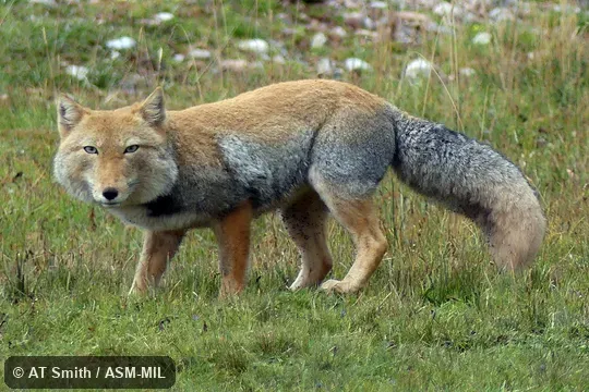 Also as Sand Fox|Tibetan Sand Fox. Also as Sand Fox|Tibetan Sand Fox.