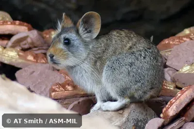 Formerly Ochotona gloveri gloveri, Glover's Pika|Muli Pika. Also as Red-eared Pika. Formerly Ochotona gloveri gloveri, Glover's Pika|Muli Pika. Also as Red-eared Pika.