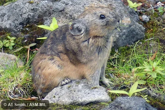 Ochotona hyperborea yesoensis. Ochotona hyperborea yesoensis.