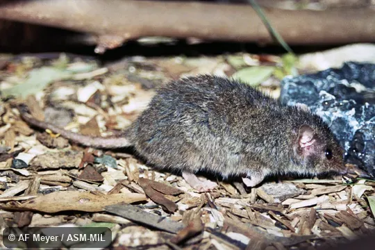 Also as Normanby Antechinus. Also as Normanby Antechinus.