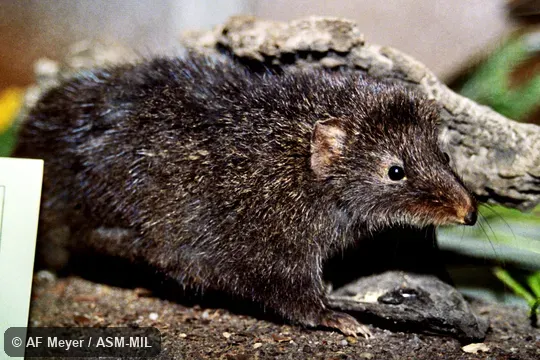 Formerly Antechinus swainsonii, Dusky Antechinus. Also as Swainson's Antechinus|Dusky Marsupial Mouse. Formerly Antechinus swainsonii, Dusky Antechinus. Also as Swainson's Antechinus|Dusky Marsupial Mouse.